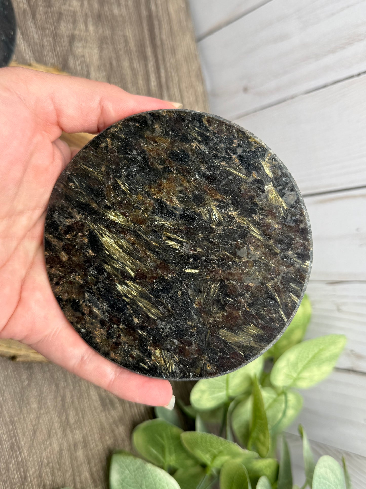Garnet and Strophiolate Disks