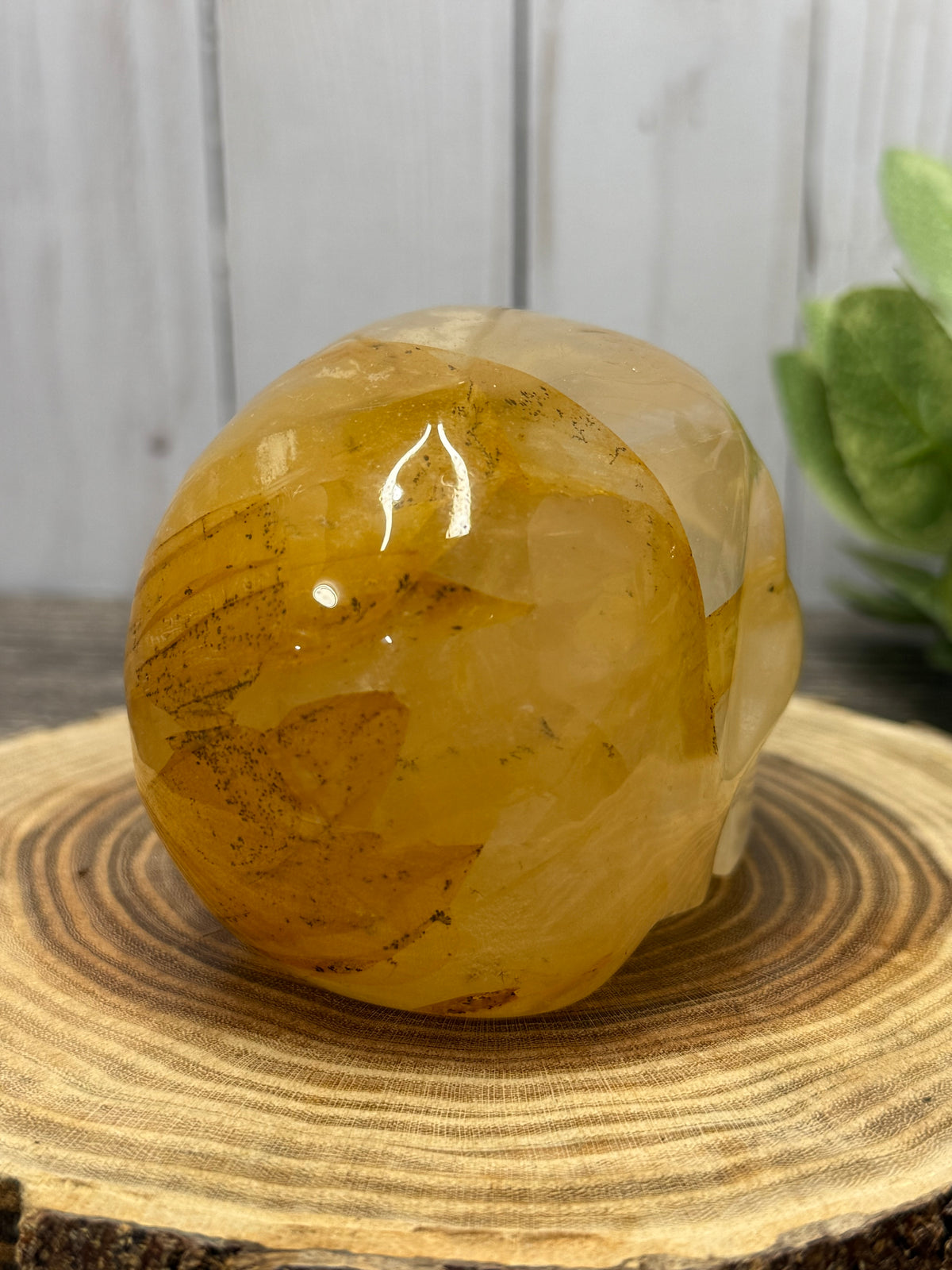 Large Golden Healer Skull