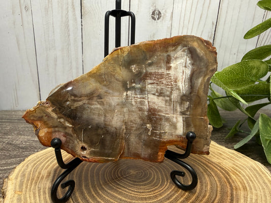 Petrified Wood Slabs