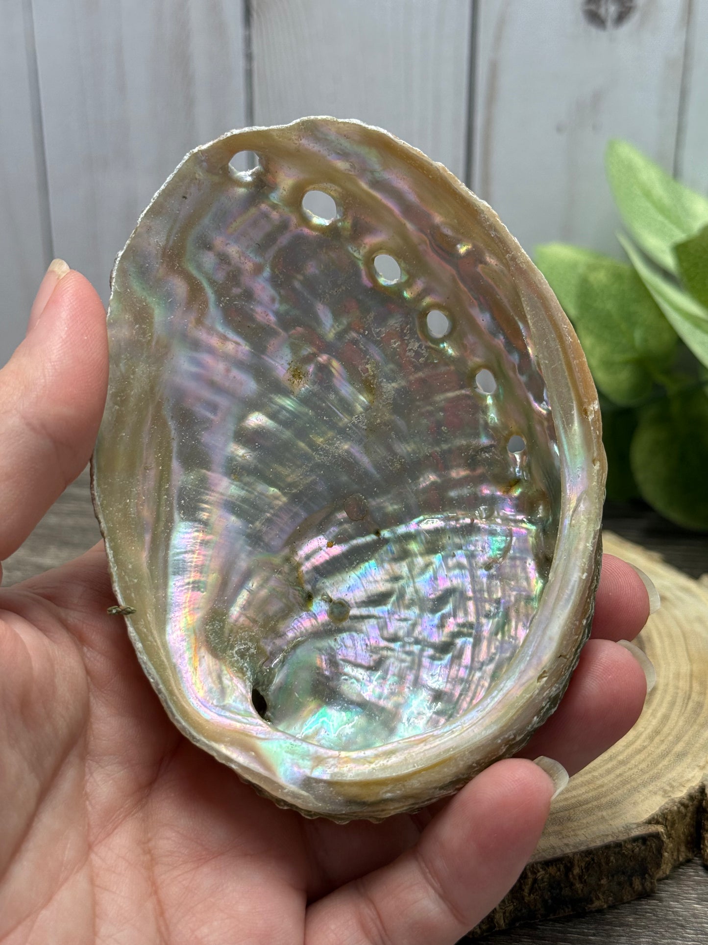 Abalone Shell