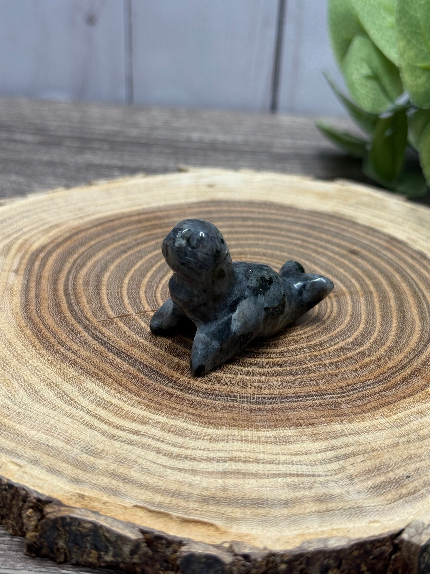 Misfit Larvakite Seal - broken foot