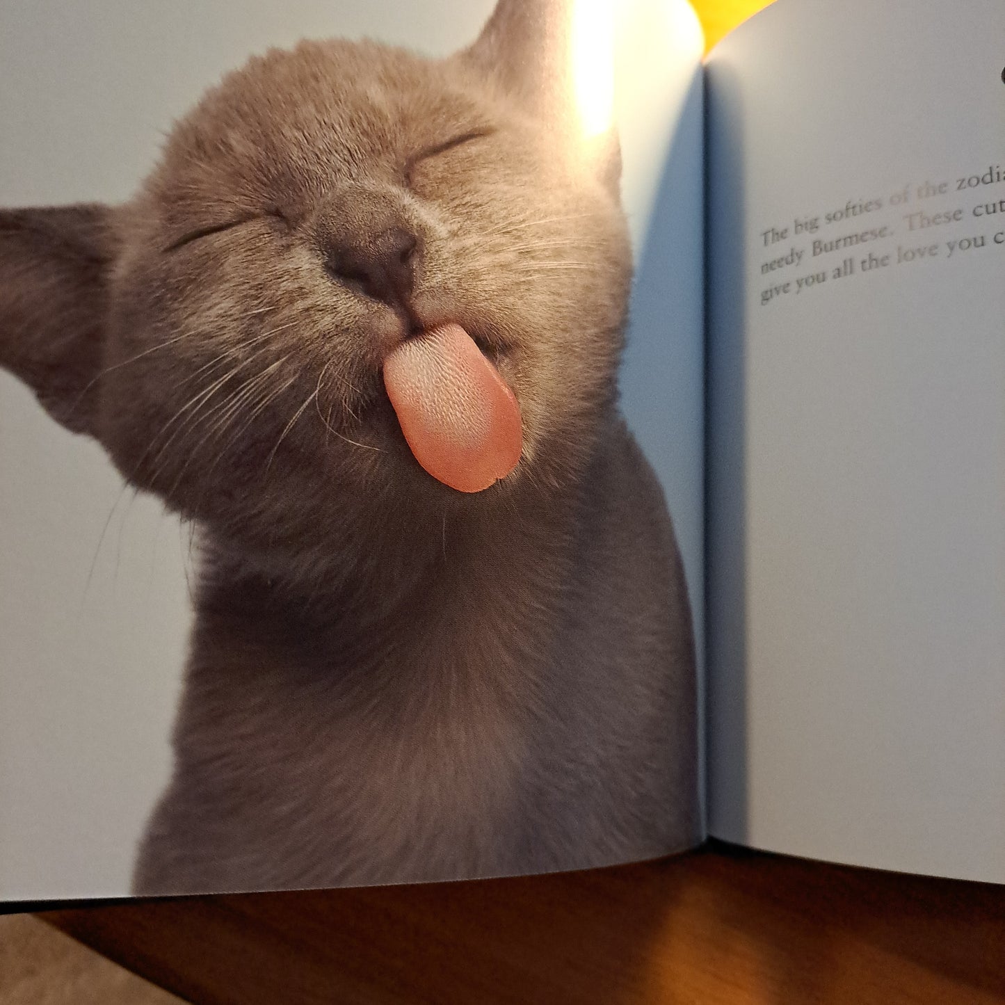 Catstrology: Unlock the Secrets of the Stars with Cats