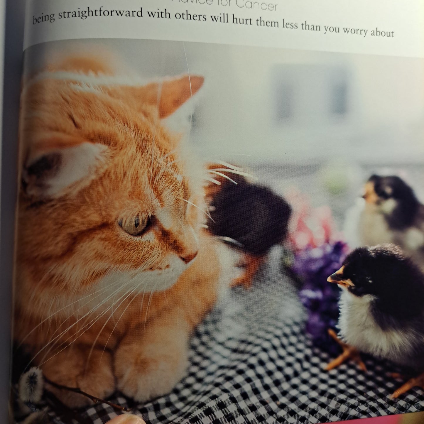 Catstrology: Unlock the Secrets of the Stars with Cats
