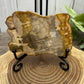 Petrified Wood Slabs
