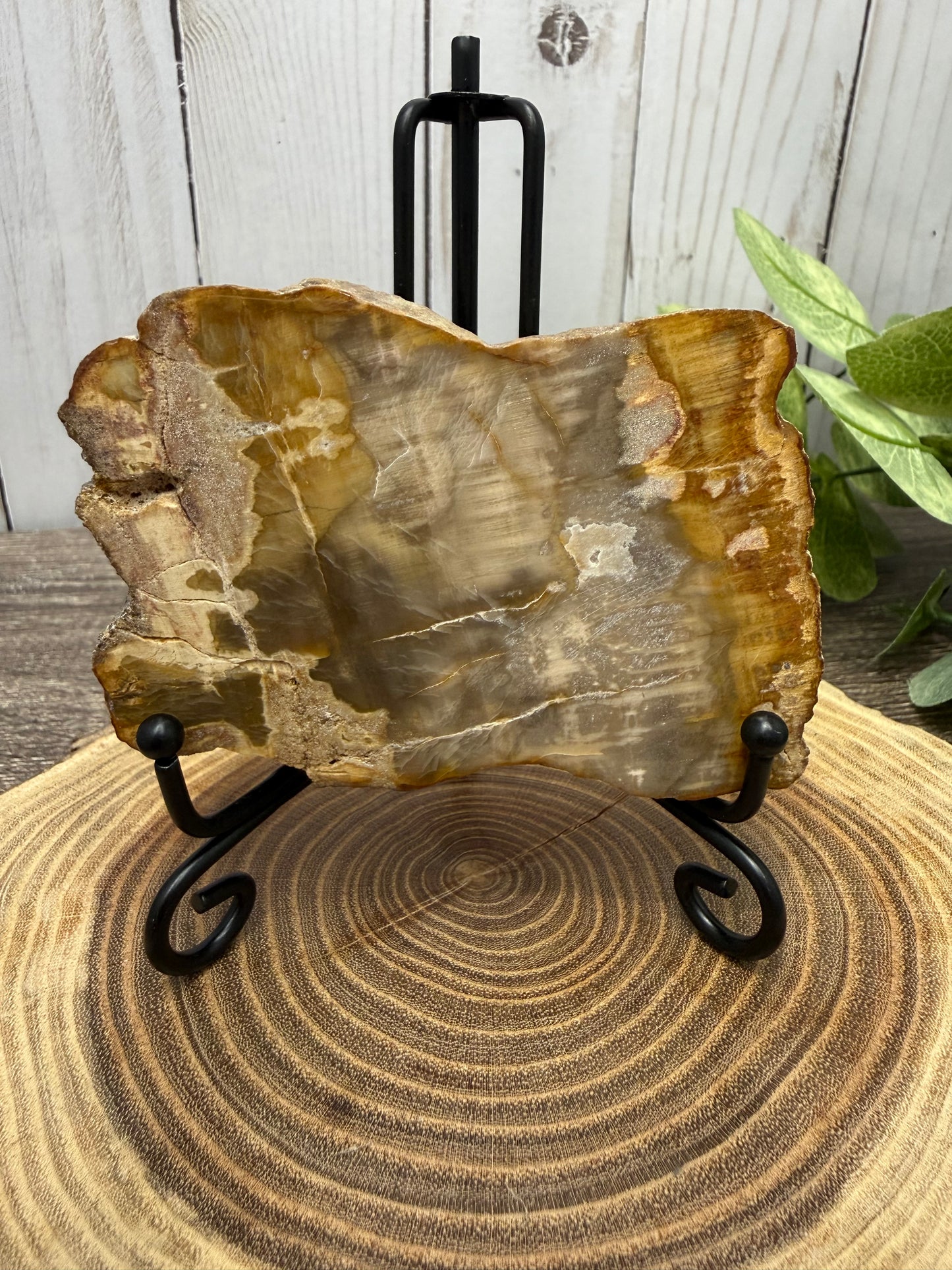 Petrified Wood Slabs