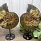 Ammonites on Stands