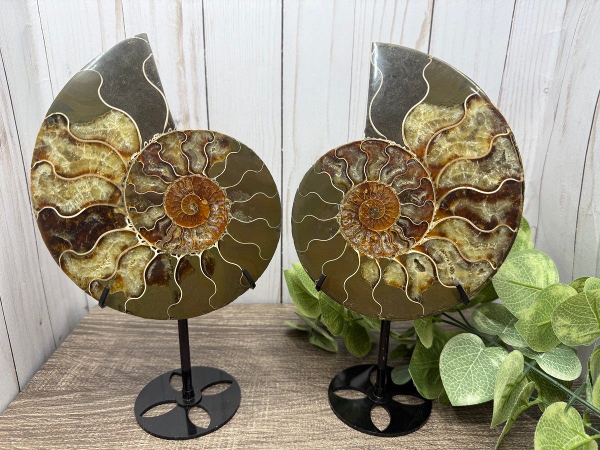 Ammonites on Stands