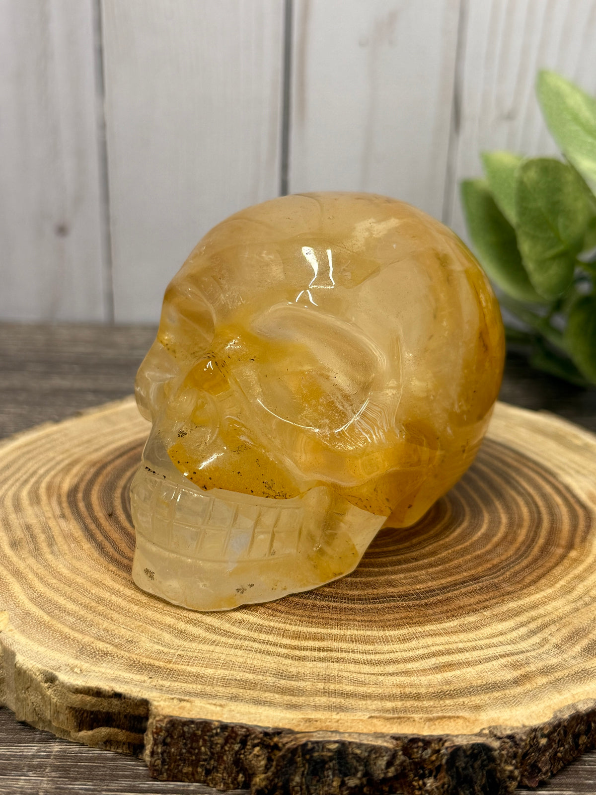 Large Golden Healer Skull
