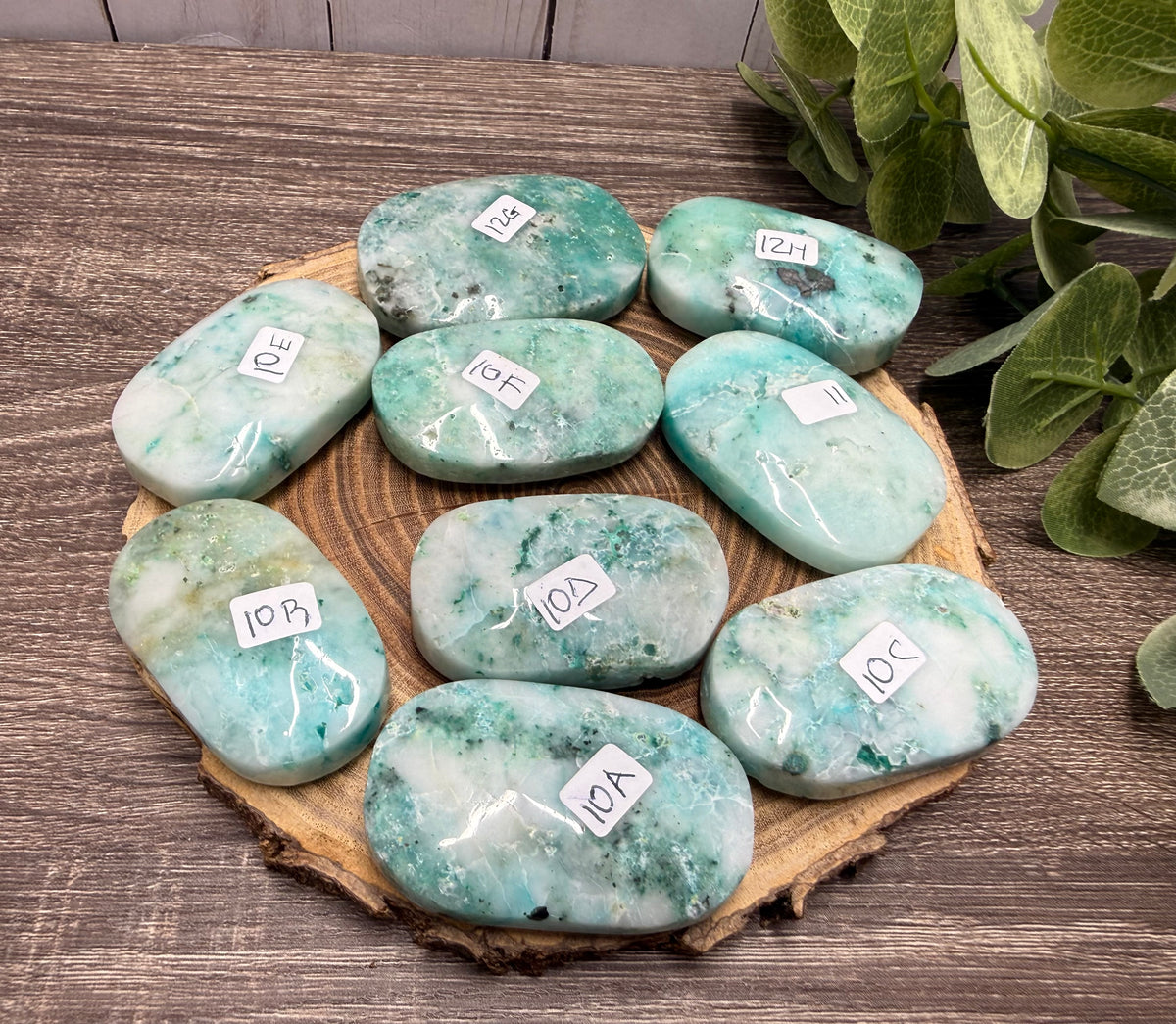 Phoenix Stone Palm Stones