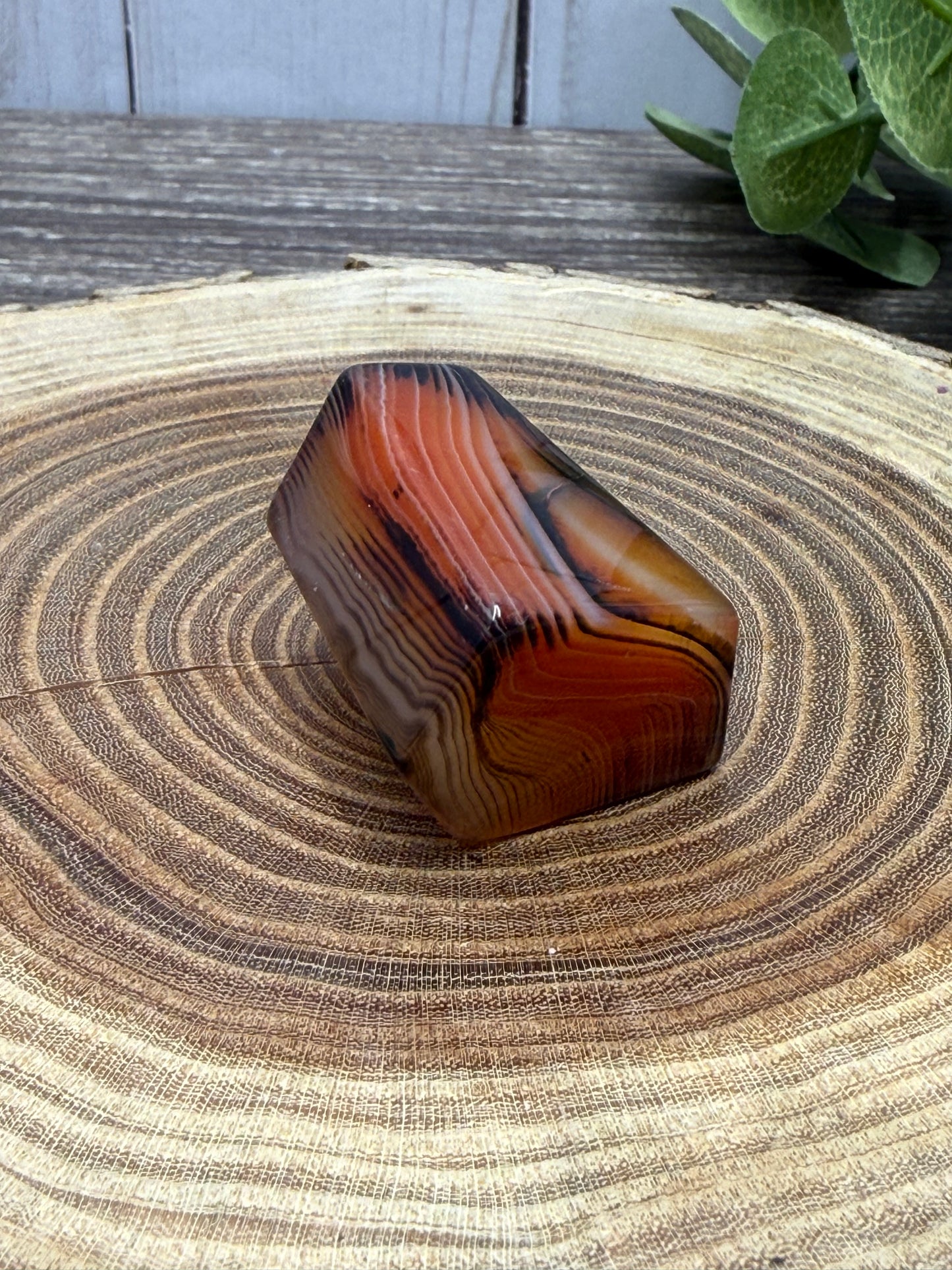 Saradonyx Freeforms