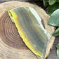 Bumblebee Jasper Slabs