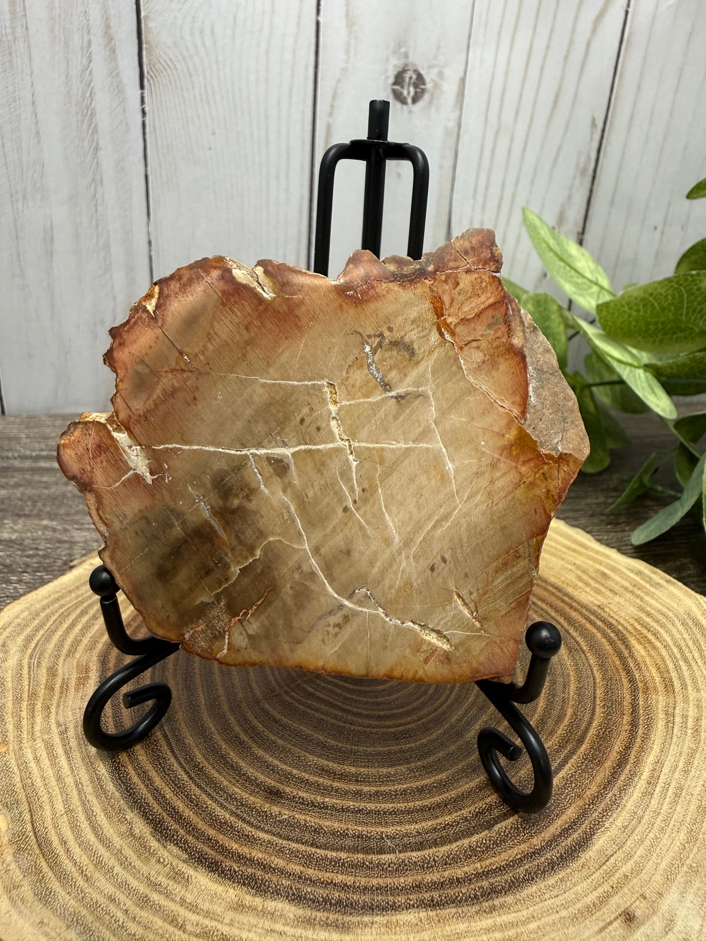 Petrified Wood Slabs