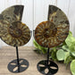 Ammonites on Stands