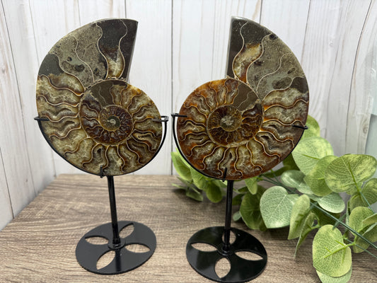 Ammonites on Stands