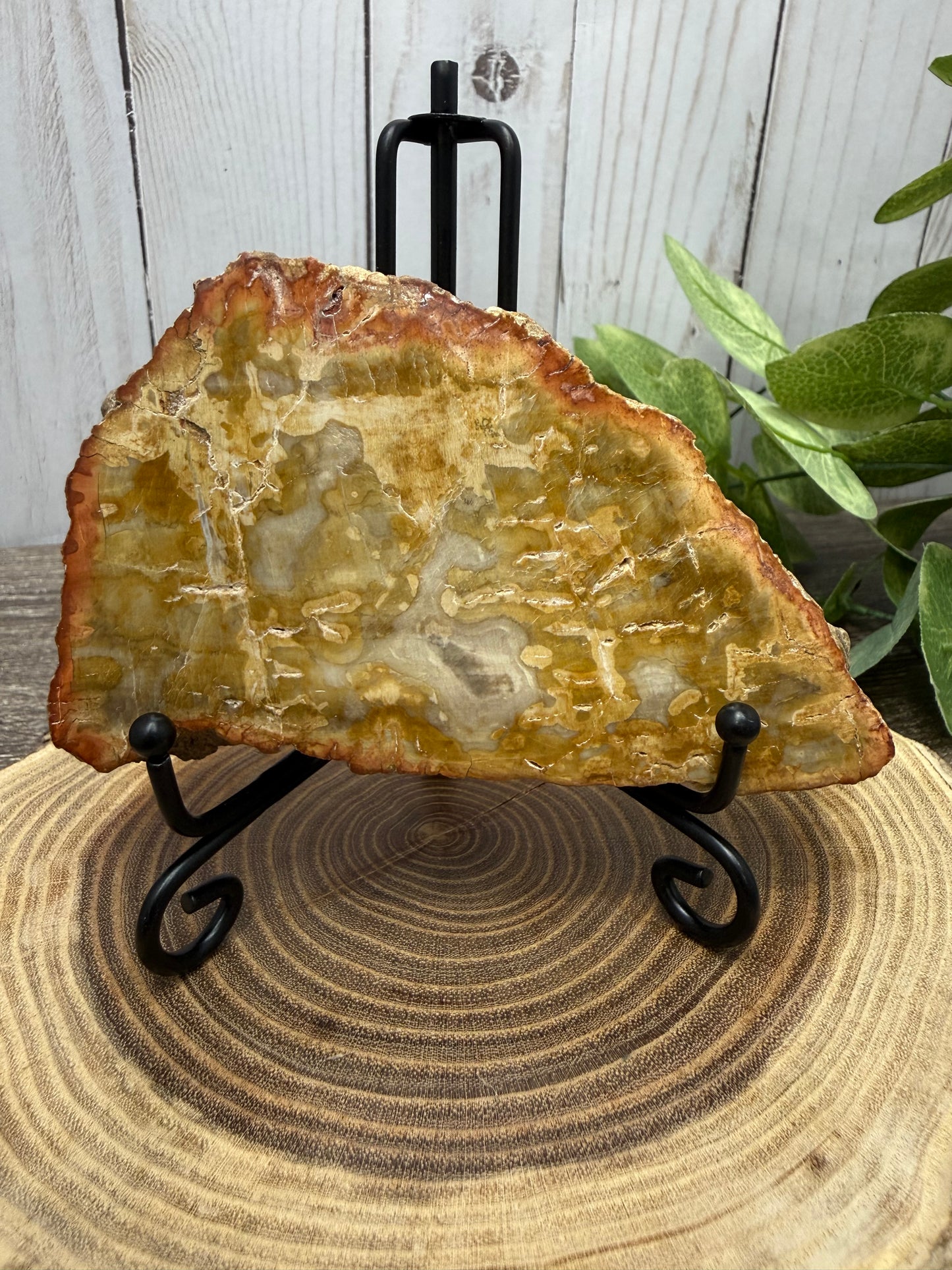 Petrified Wood Slabs