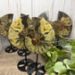 Ammonites on Stands