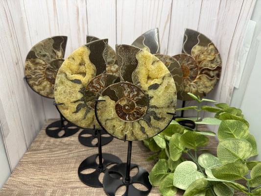 Ammonites on Stands