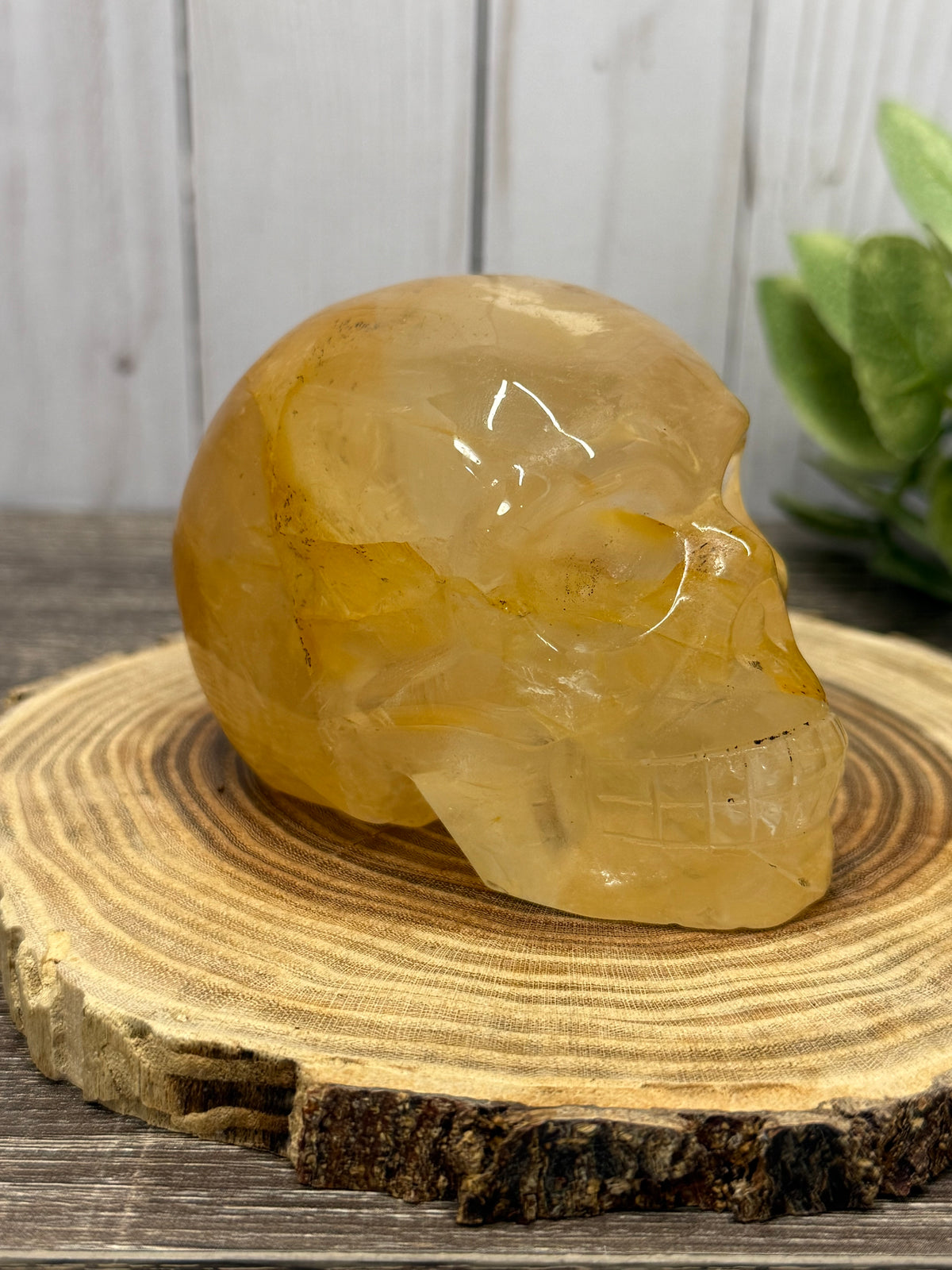 Large Golden Healer Skull