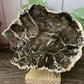 Petrified Wood Slabs