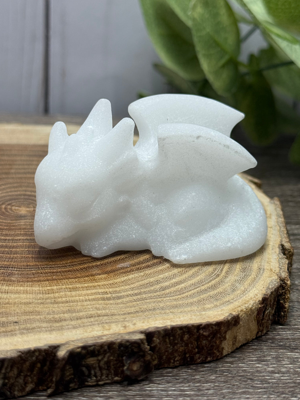 Baby Sleeping Dragon