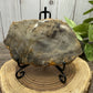 Petrified Wood Slabs
