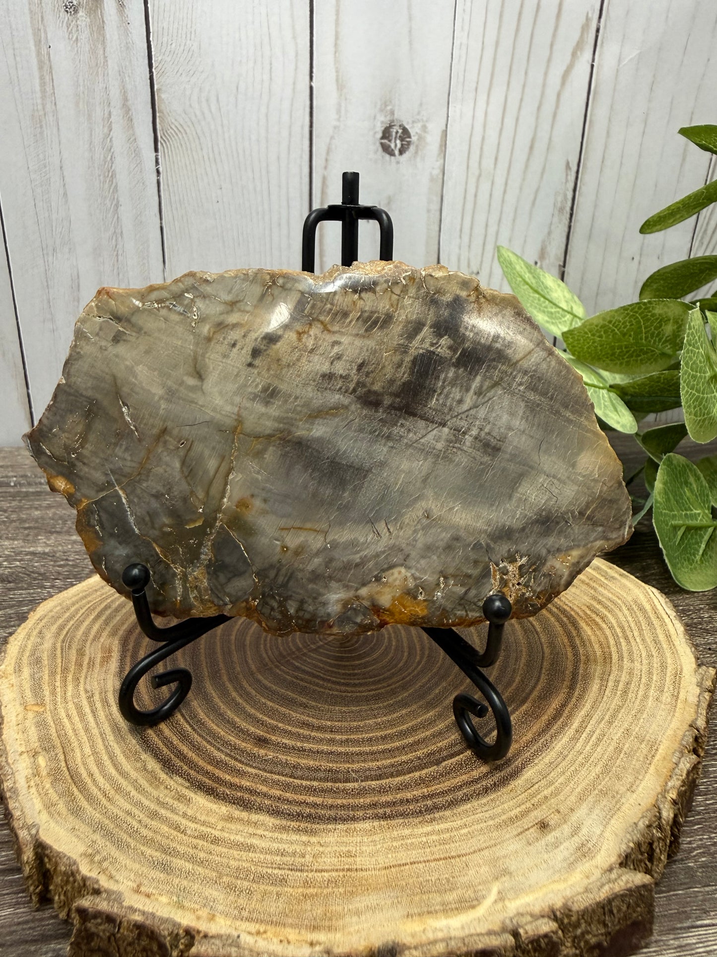 Petrified Wood Slabs