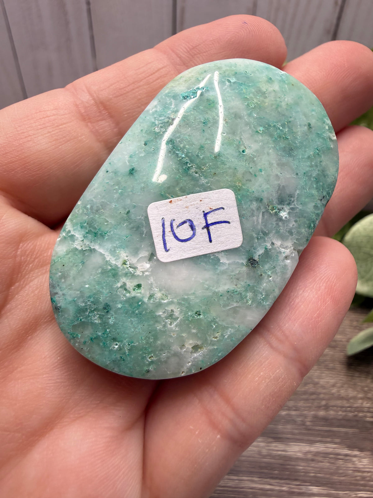 Phoenix Stone Palm Stones