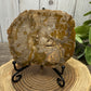 Petrified Wood Slabs
