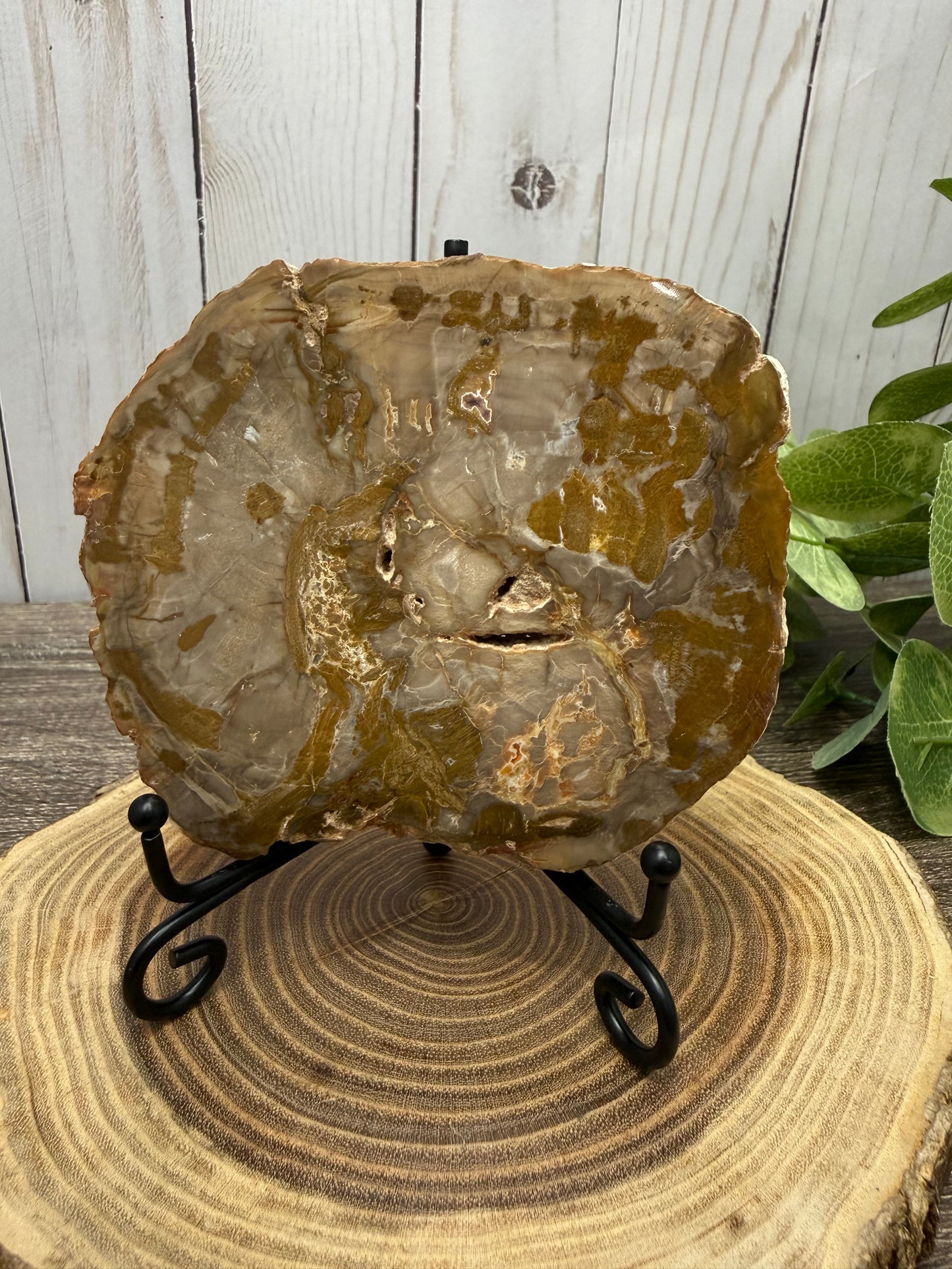 Petrified Wood Slabs