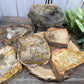 Petrified Wood Slabs