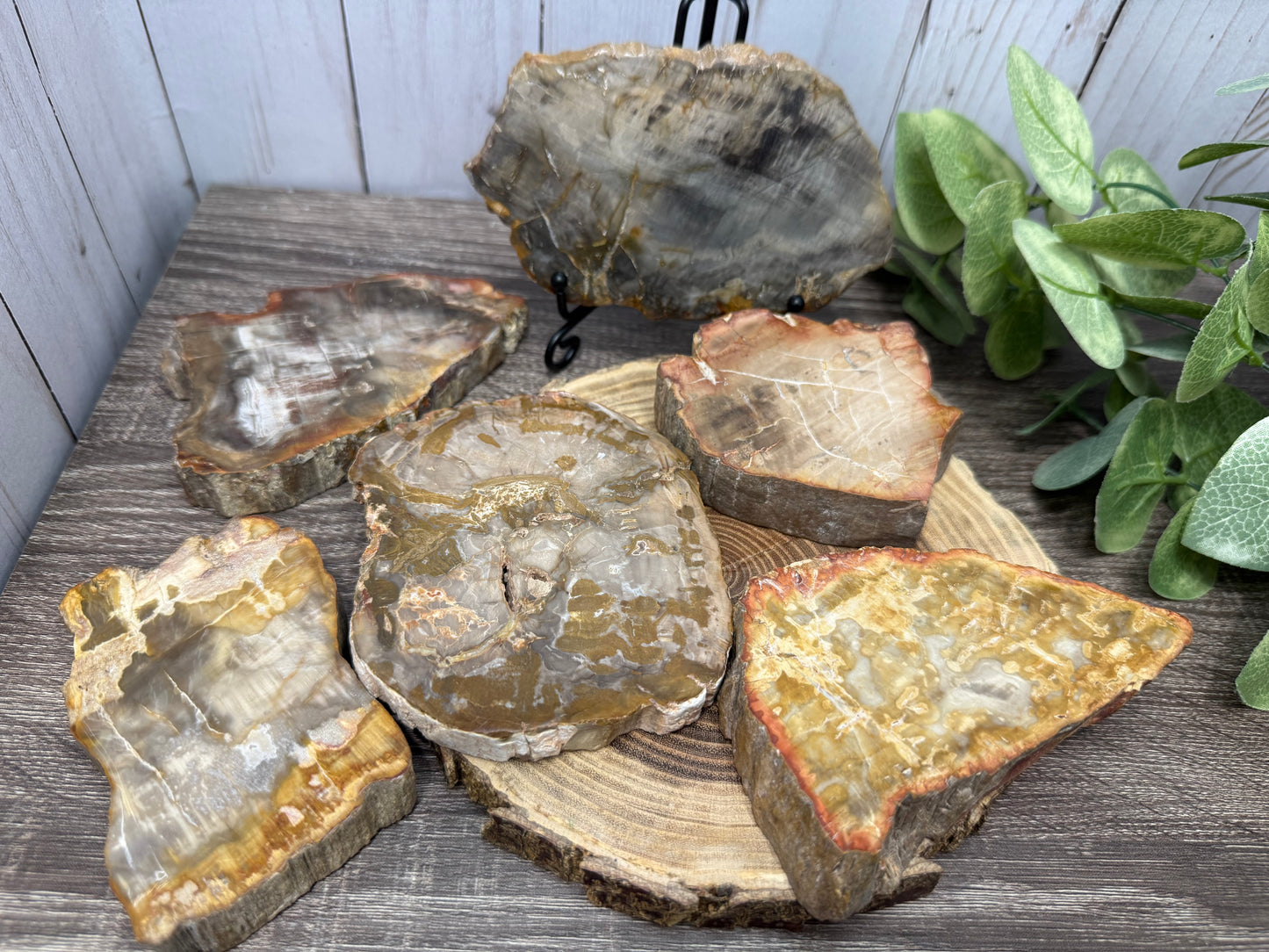 Petrified Wood Slabs