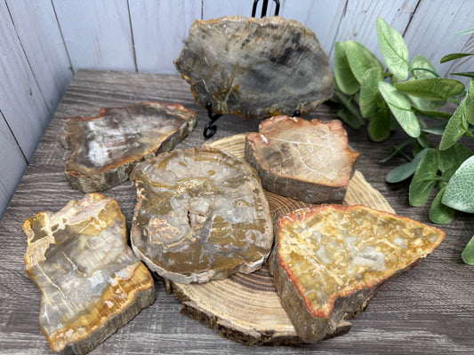 Petrified Wood Slabs