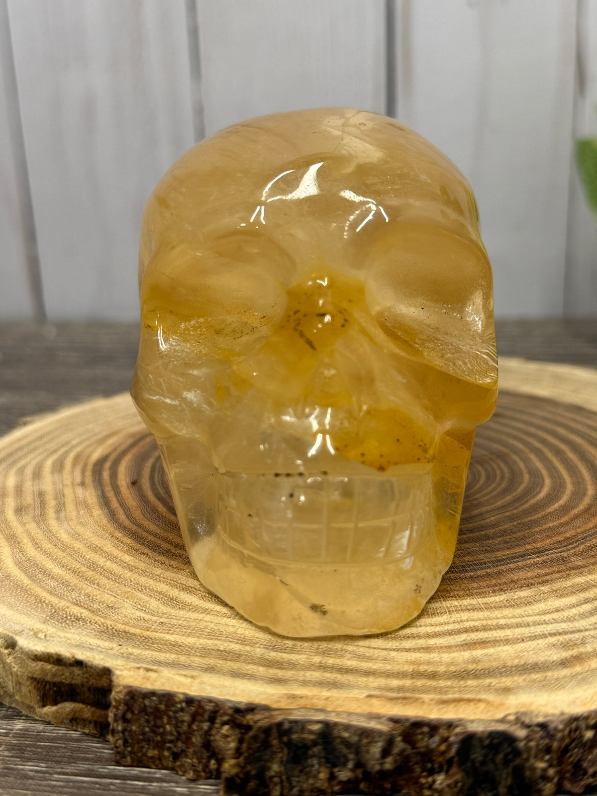 Large Golden Healer Skull