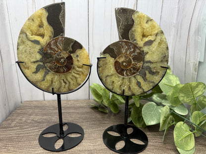 Ammonites on Stands