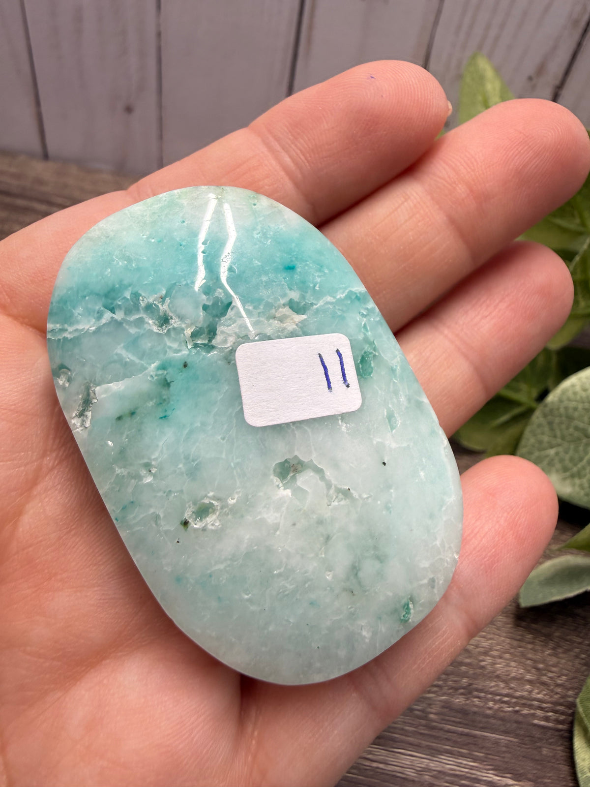Phoenix Stone Palm Stones