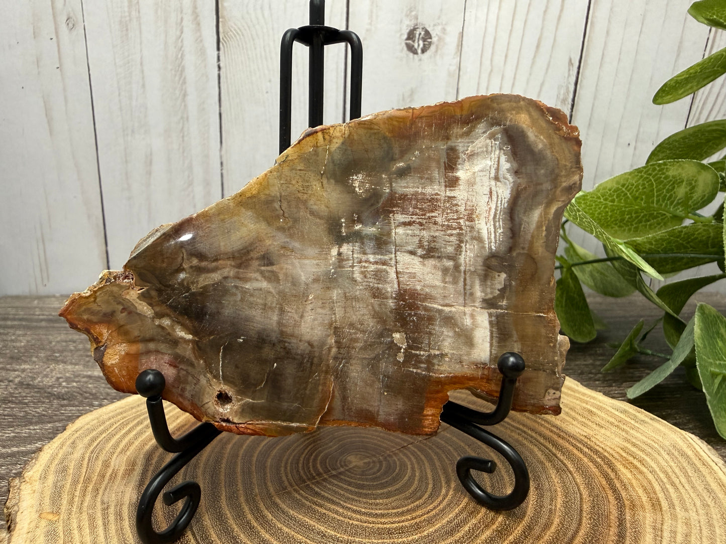 Petrified Wood Slabs
