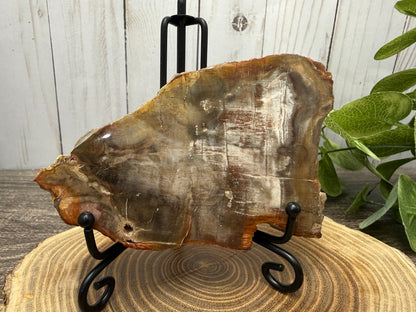 Petrified Wood Slabs