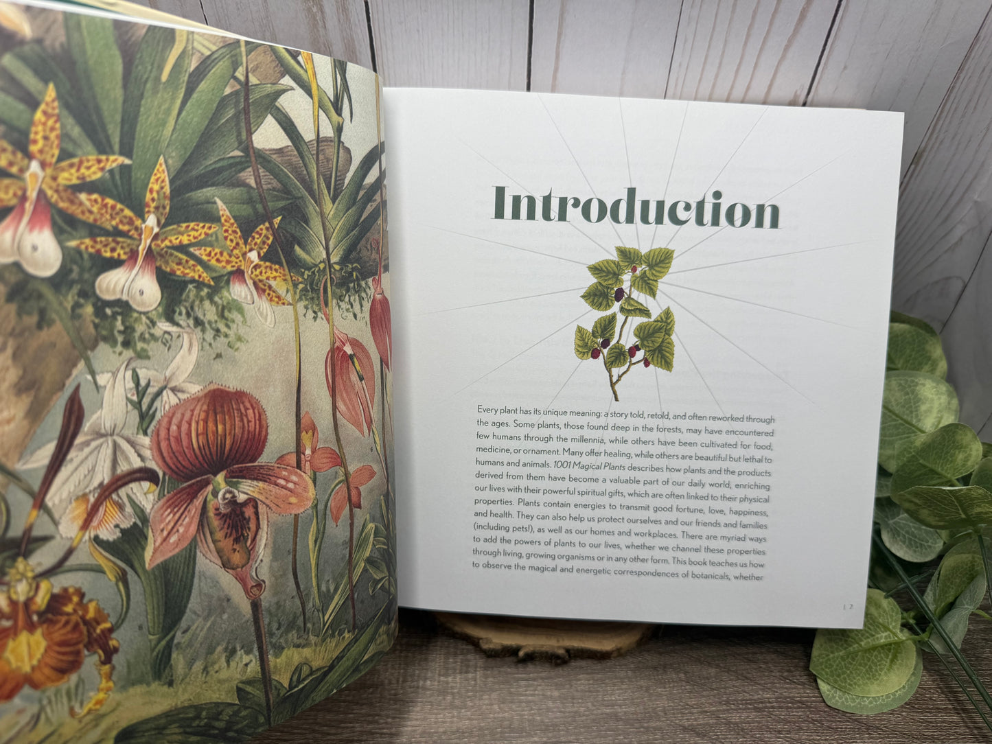 1001 Magical Plants: The Complete Book of Botanicals for Every Purpose
