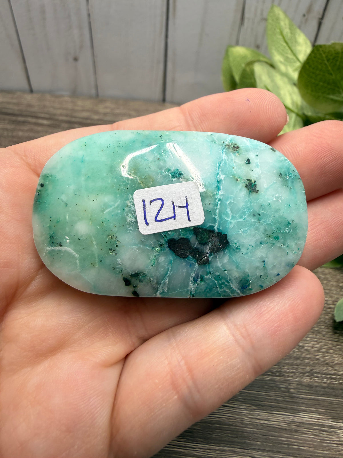Phoenix Stone Palm Stones