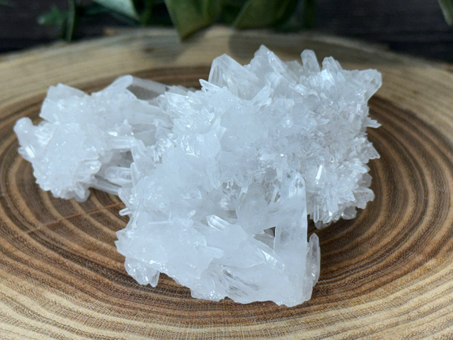 Chrysanthemum Quartz - Cluster