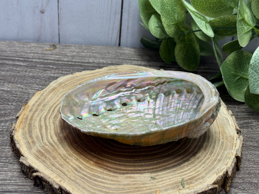 Abalone Shell
