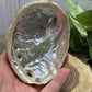 Abalone Shell