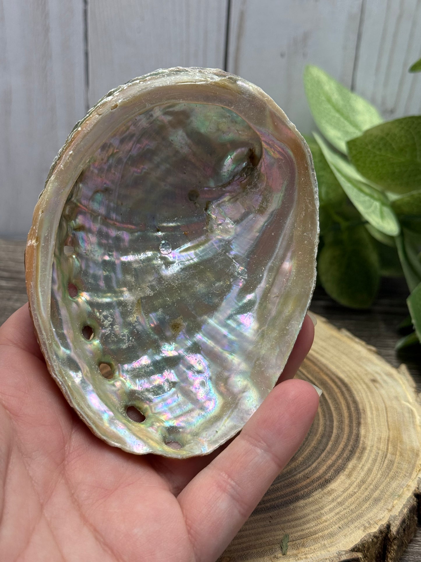 Abalone Shell