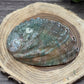 Abalone Shell
