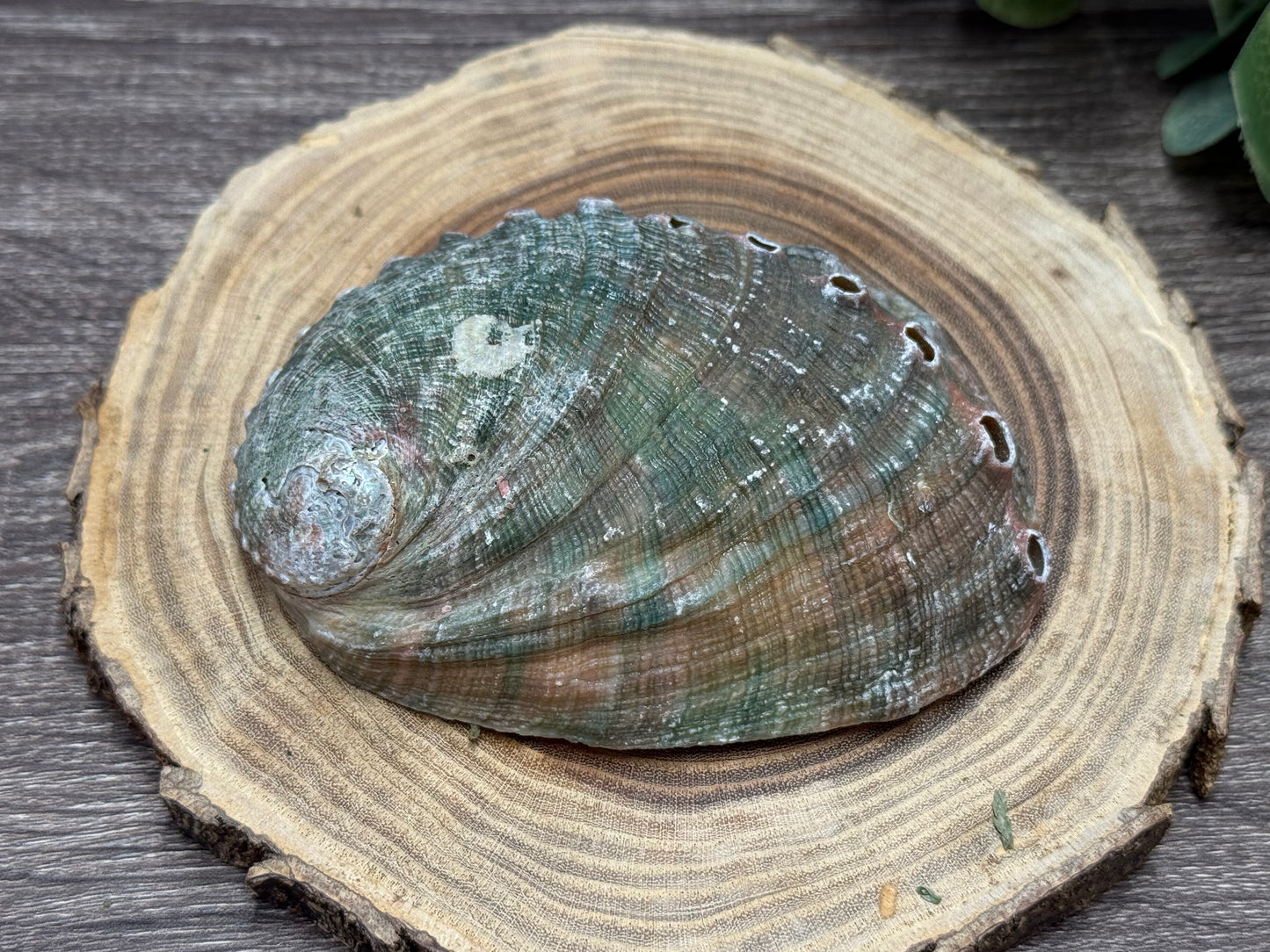 Abalone Shell