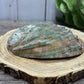 Abalone Shell