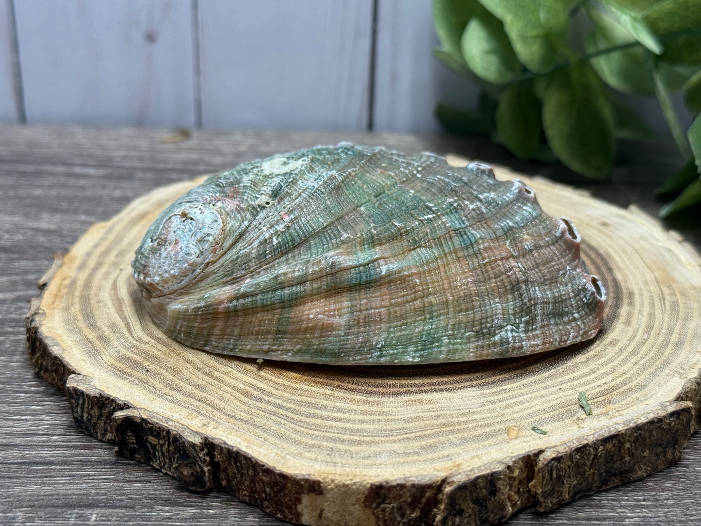 Abalone Shell
