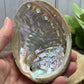 Abalone Shell