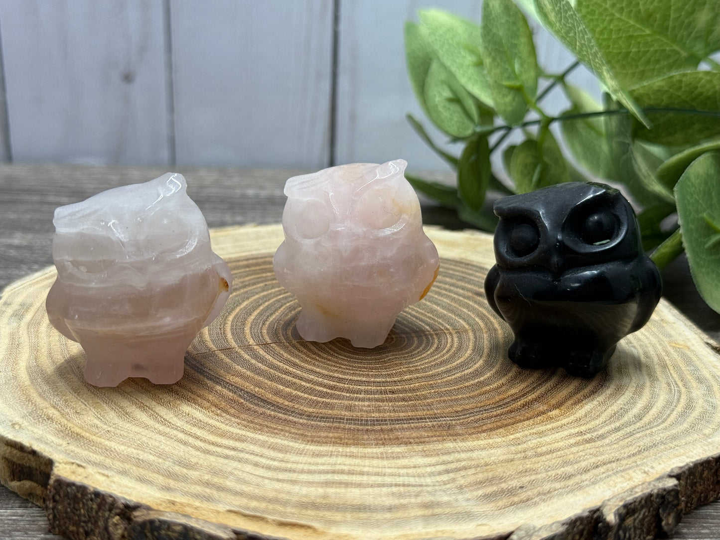 Misfit Owls - chipped horns