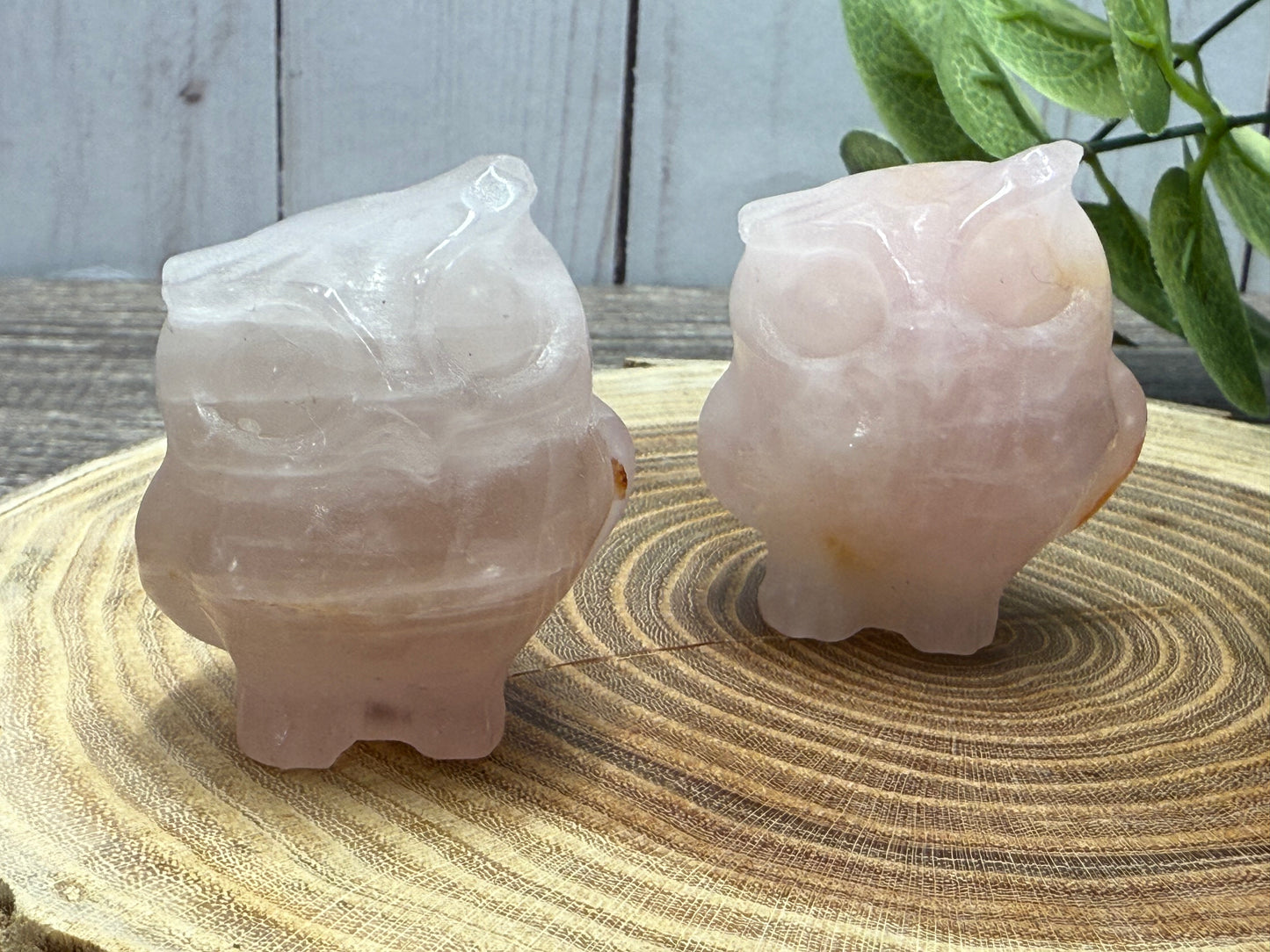 Misfit Owls - chipped horns